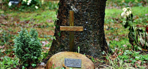 Bestattung im Friedwald