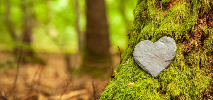 Trauerherz Sympathie oder Steinbestattungsherz in der Nähe eines Baumes. Naturgrab im Wald. Herz auf Gras oder Moos. Baumbestattung, Friedhof und Allerheiligen-Konzepte